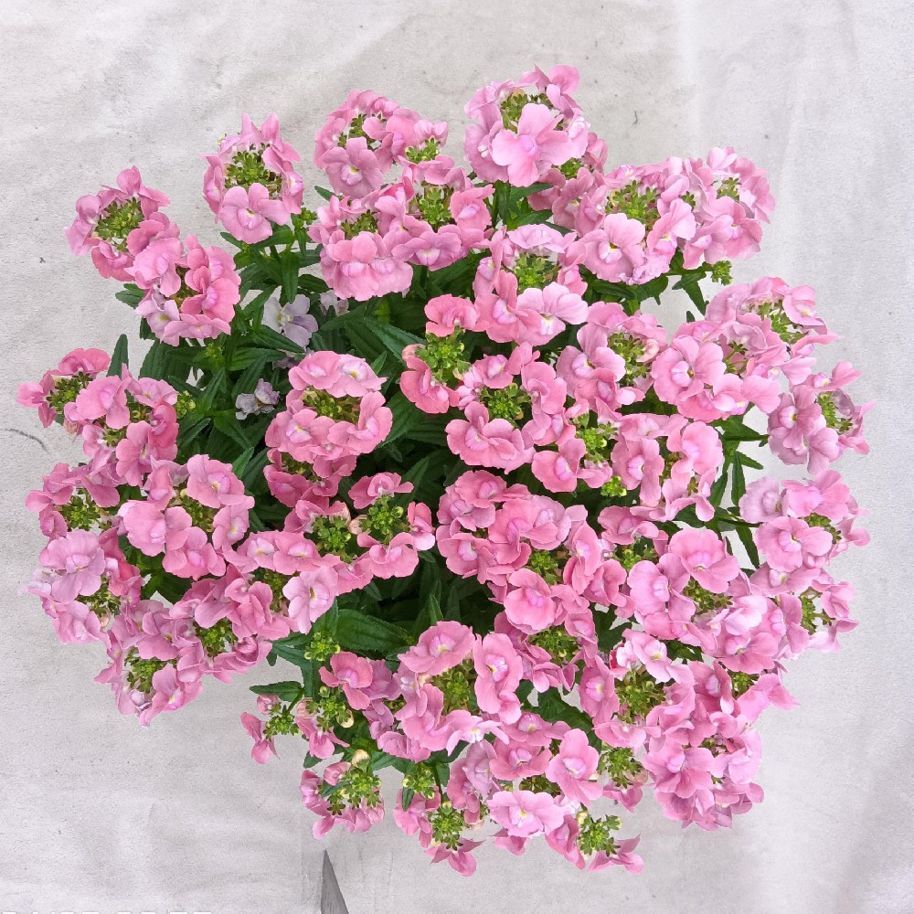 粉格格