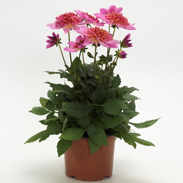 草莓樱花